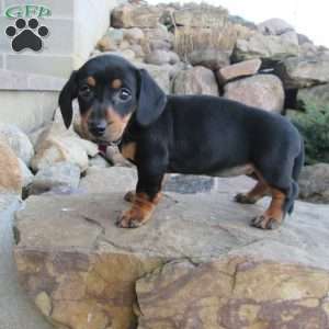 Loui, Dachshund Puppy